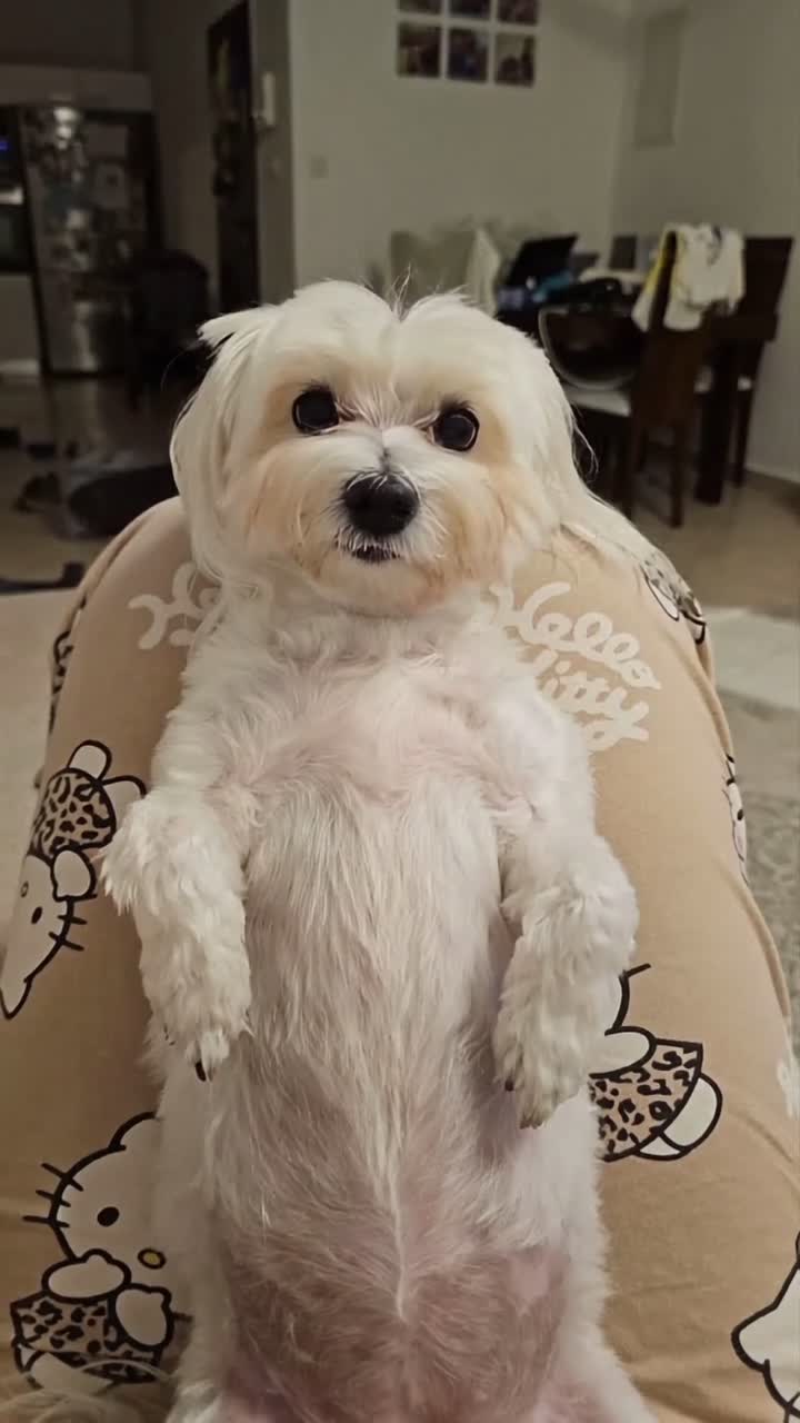 Eles são mais mimados do que eu HAHAH #gigiegreja #viral #cachorros #fy  #humor, image size:720x1280