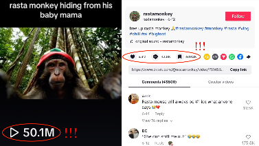 How to Create a Viral Rasta Monkey Vlog with 5.3M Likes and 50M Views?