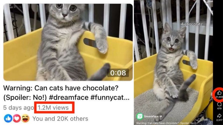 How to Create a Talking Cat Video That Got 1.2 Million Views: A DreamFace Guide