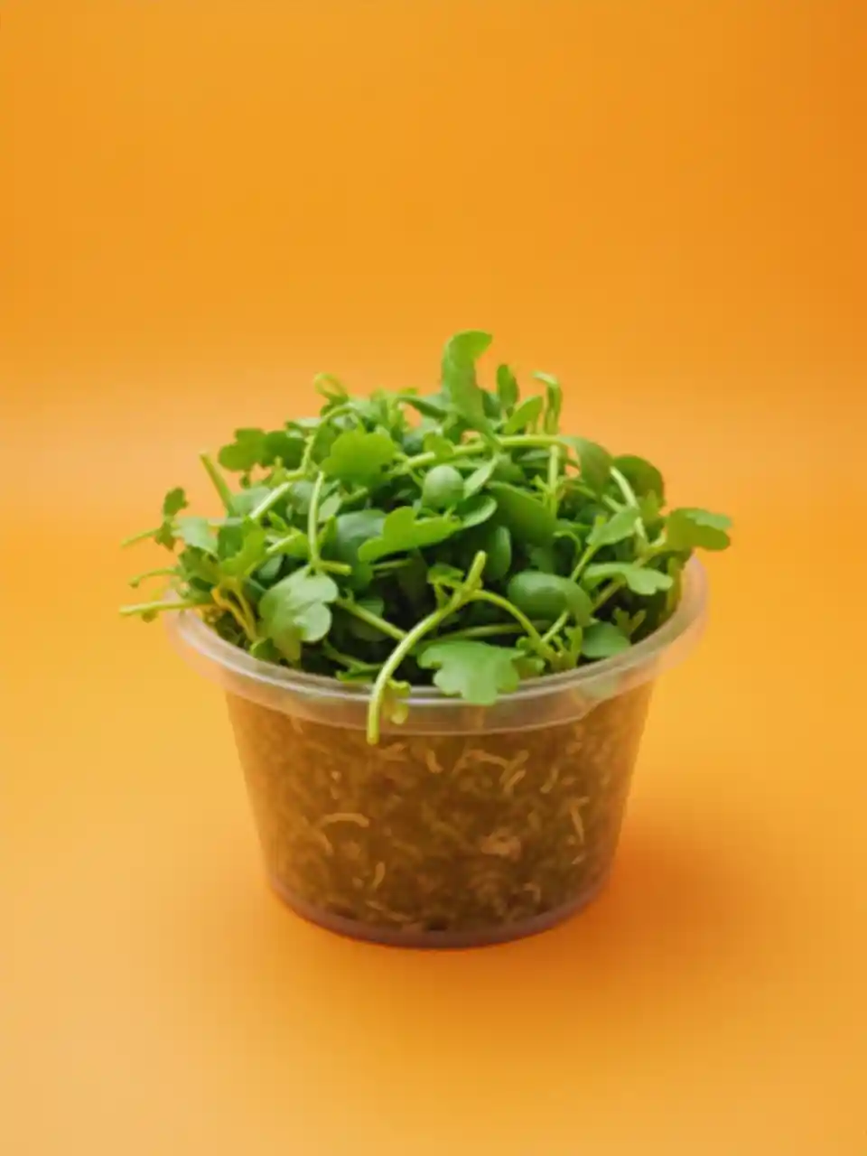 Mchoro wa Chombo cha Saladi ya Mchanga