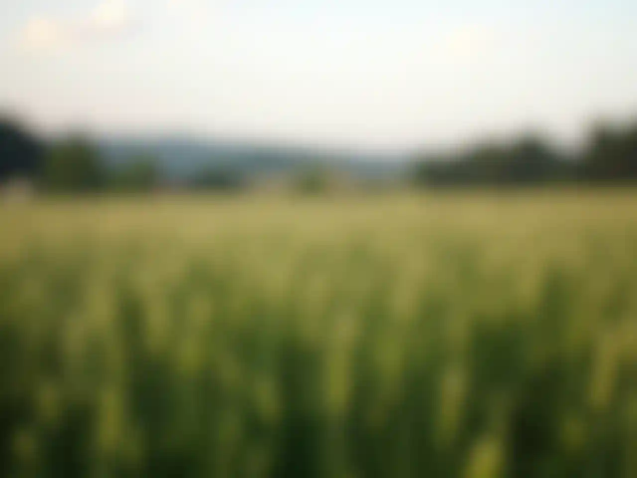 Vista de trigo de campo borroso