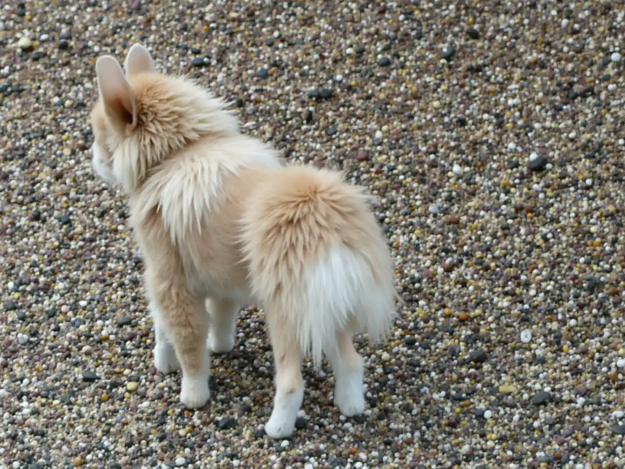 Manyoya ya Flute ya Krishna