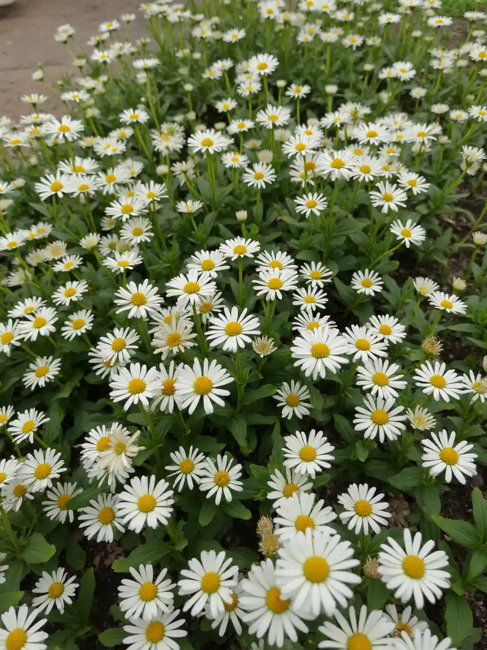 Mwongozo wa Habari Kuhusu Maua