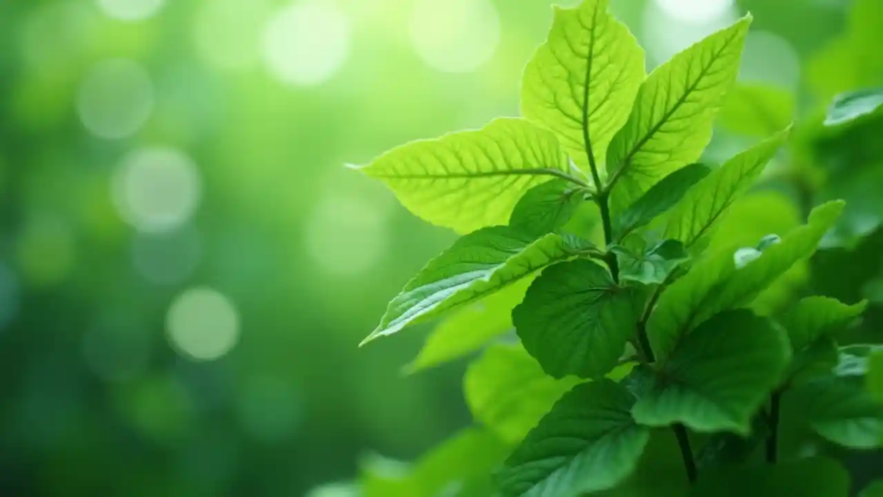 Sự bình yên của thiên nhiên