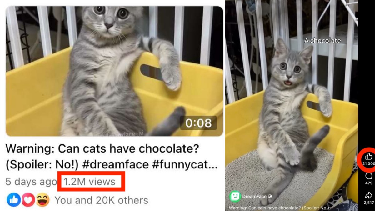 How to Create a Talking Cat Video That Got 1.2 Million Views: A DreamFace Guide