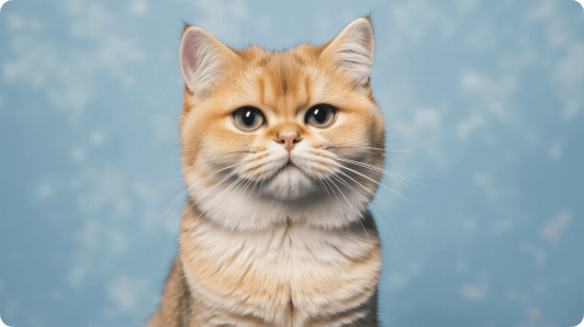 Pet Video Creator