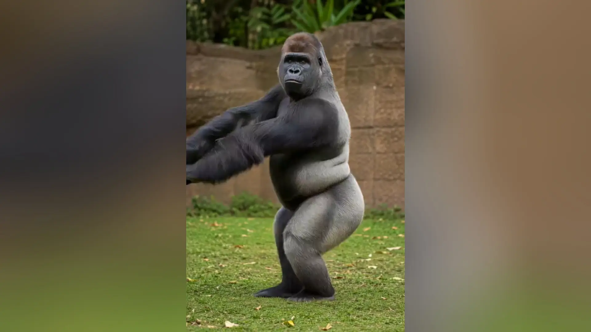 AI Animal Dance Video
