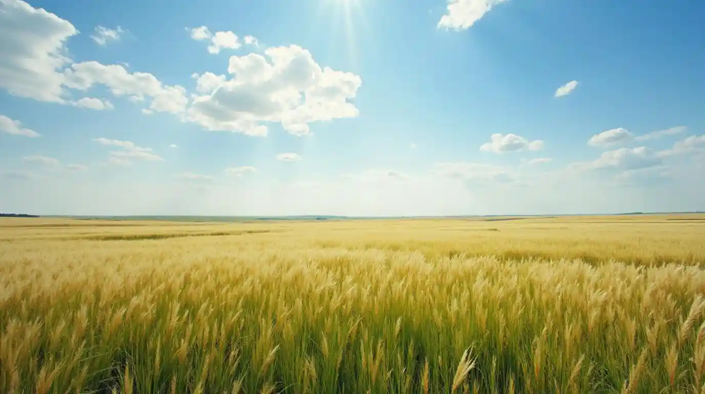 Prairie Grass Sea